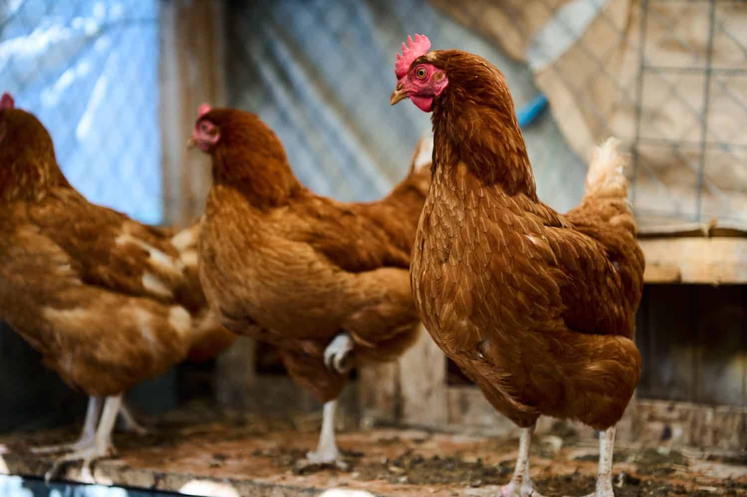 Three brown hens inside a wooden chicken coop, highlighting their vibrant feathers. They stand on rustic flooring, symbolizing traditional poultry farming and sustainable agricultural practices.