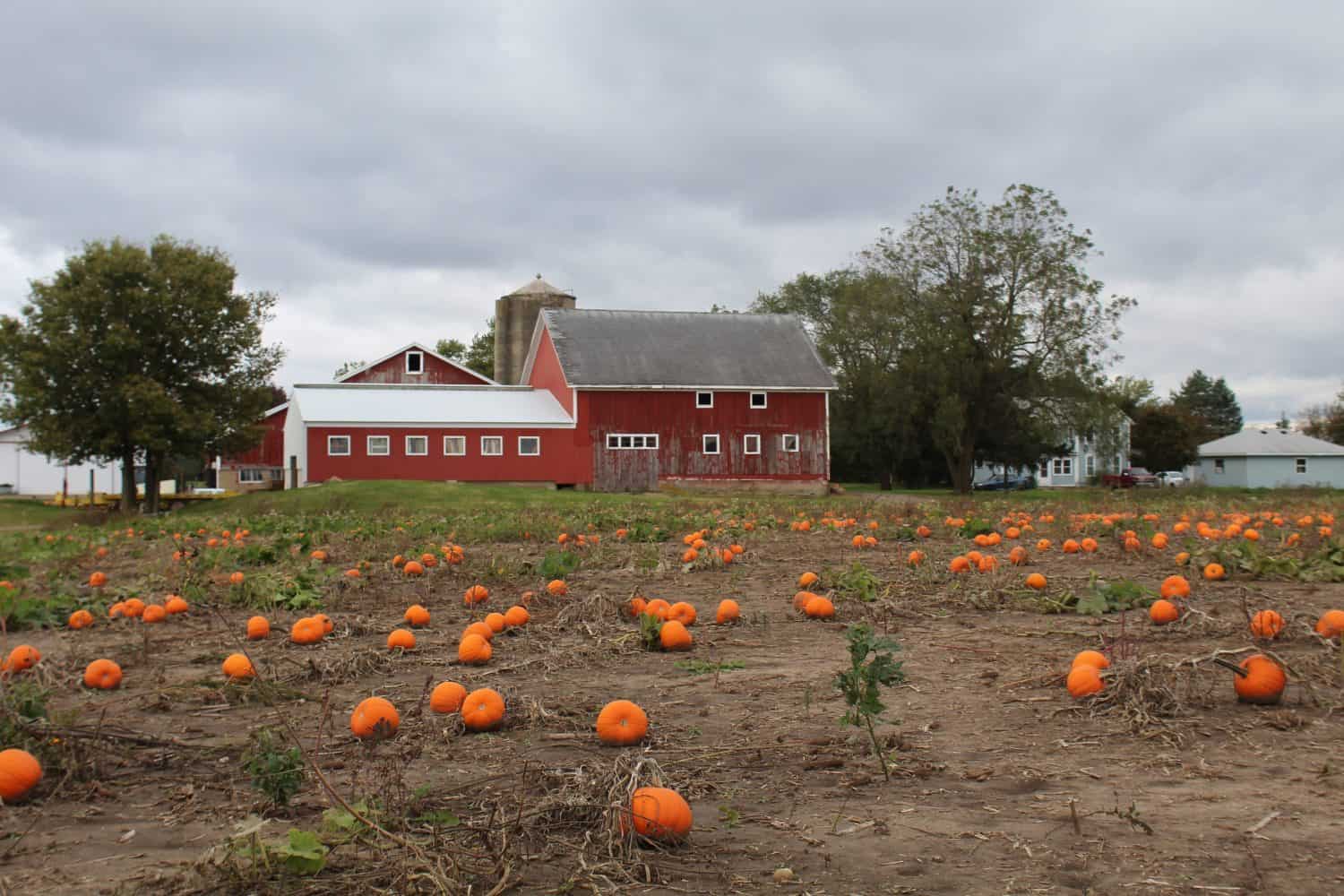 Pumpkin patch on an overcast day with barns behind it in Spring Grove, Illinois