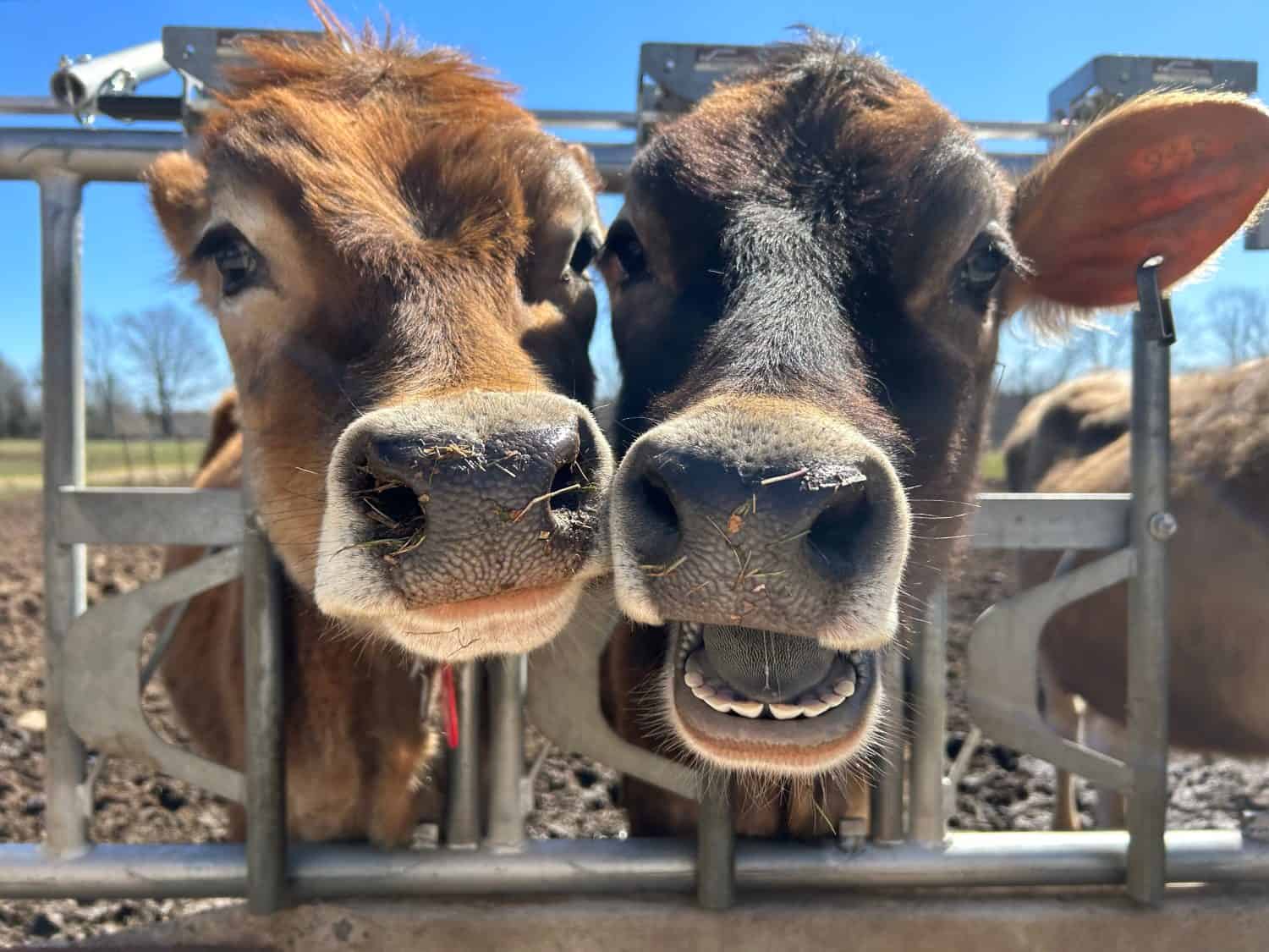 Cute cows on a farm in Connecticut