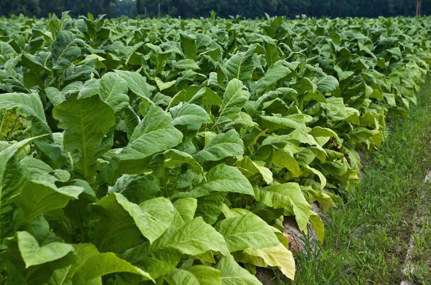 Tobacco field in North Carolina showing plants with big green leaves