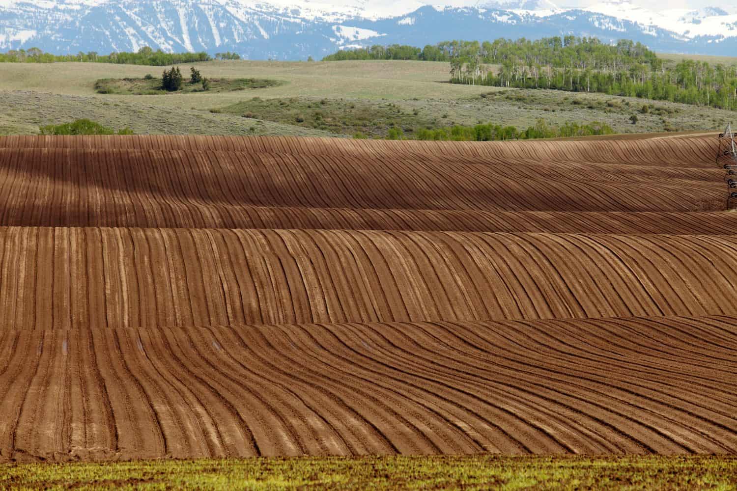 A freshly planted field of Idaho potatoes growing in a rolling farm field.