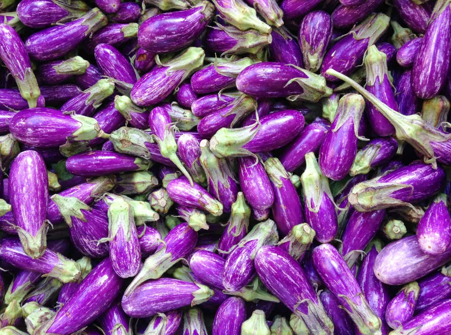 Purple world - mini eggplants (baby eggplants) at local farmer&#039;s market. New York. USA.