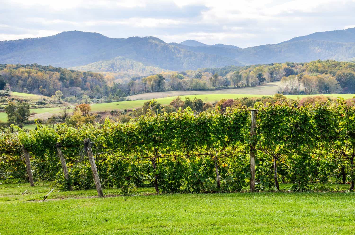 Autumn vineyard hills during in Virginia with yellow trees