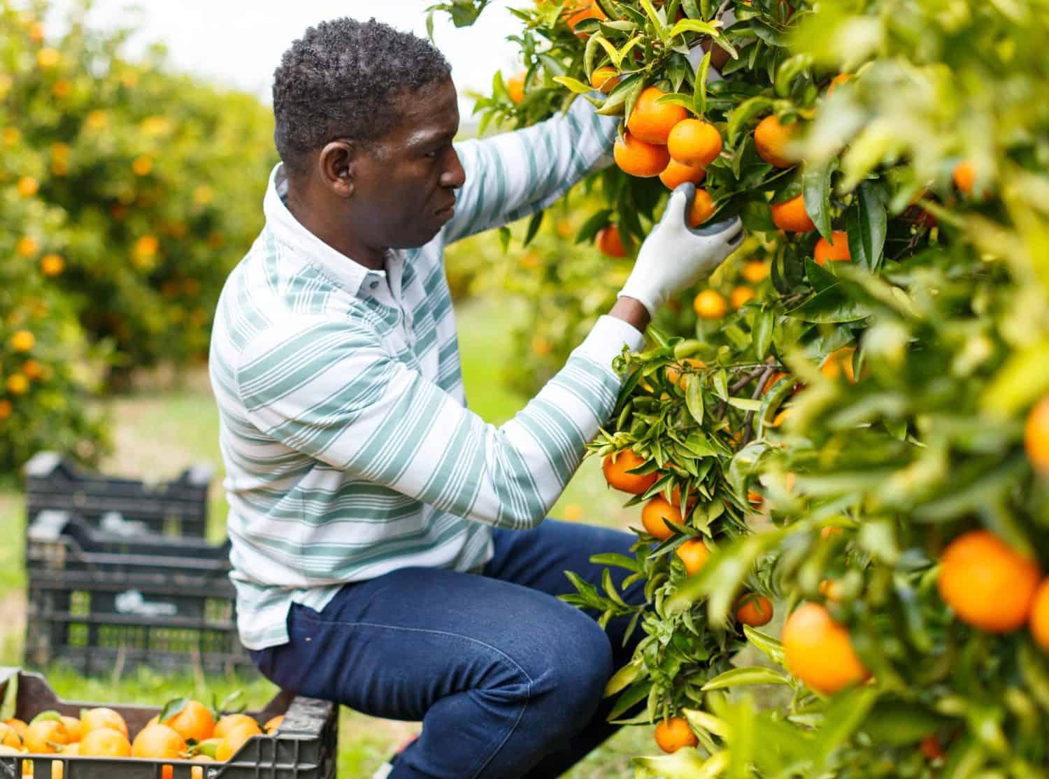 Positive afro male farmer picking carefully ripe mandarins in crate on plantation