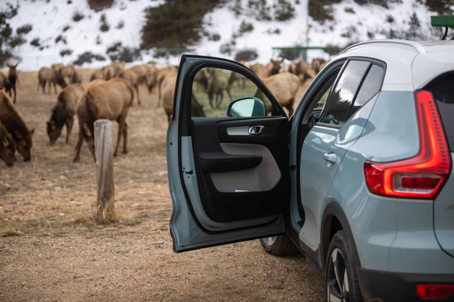 Volvo XC40 with Elk in the background. Estes Park, Colorado