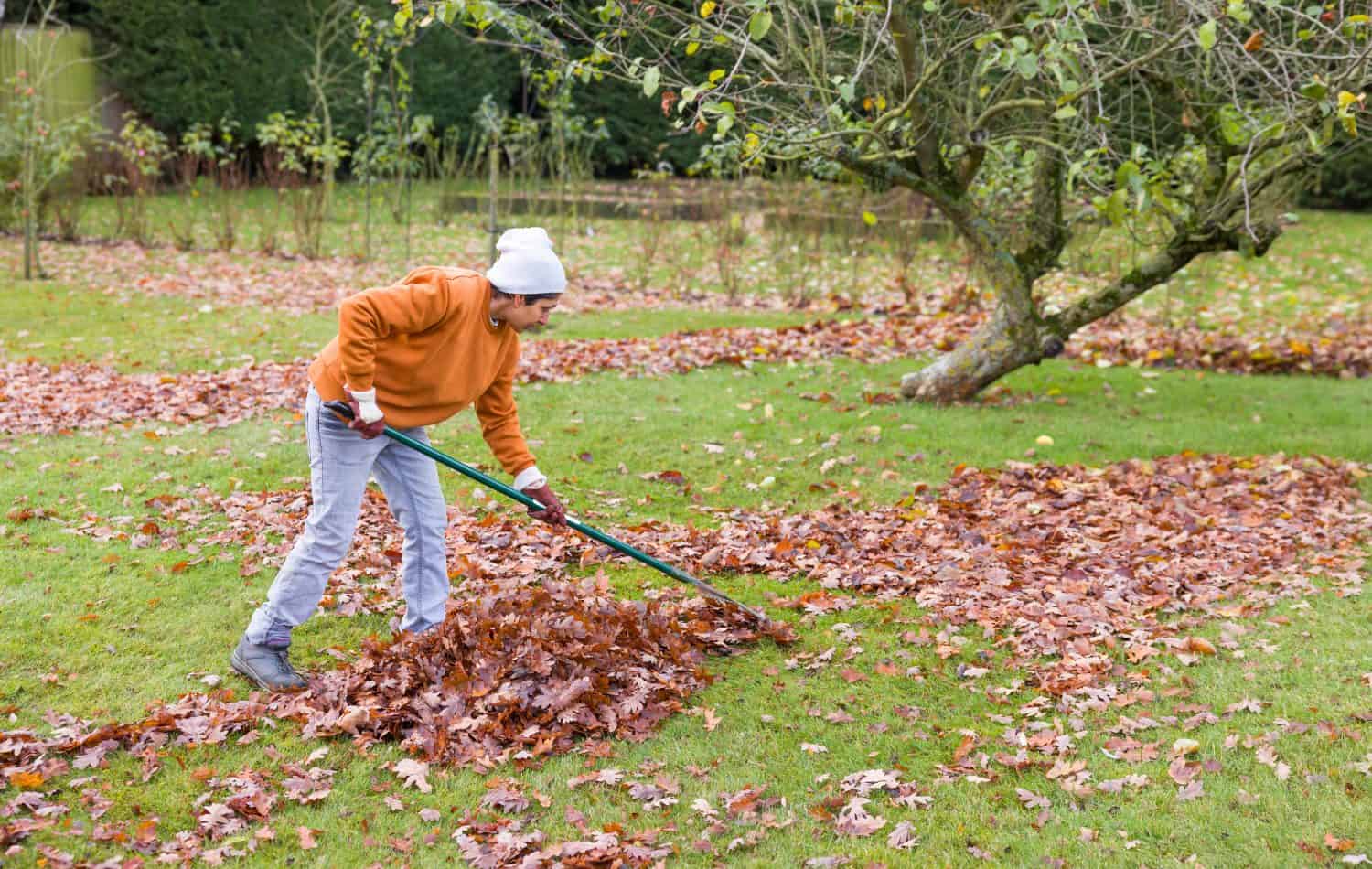 Indian woman raking leaves in autumn from a lawn in a large English garden, UK