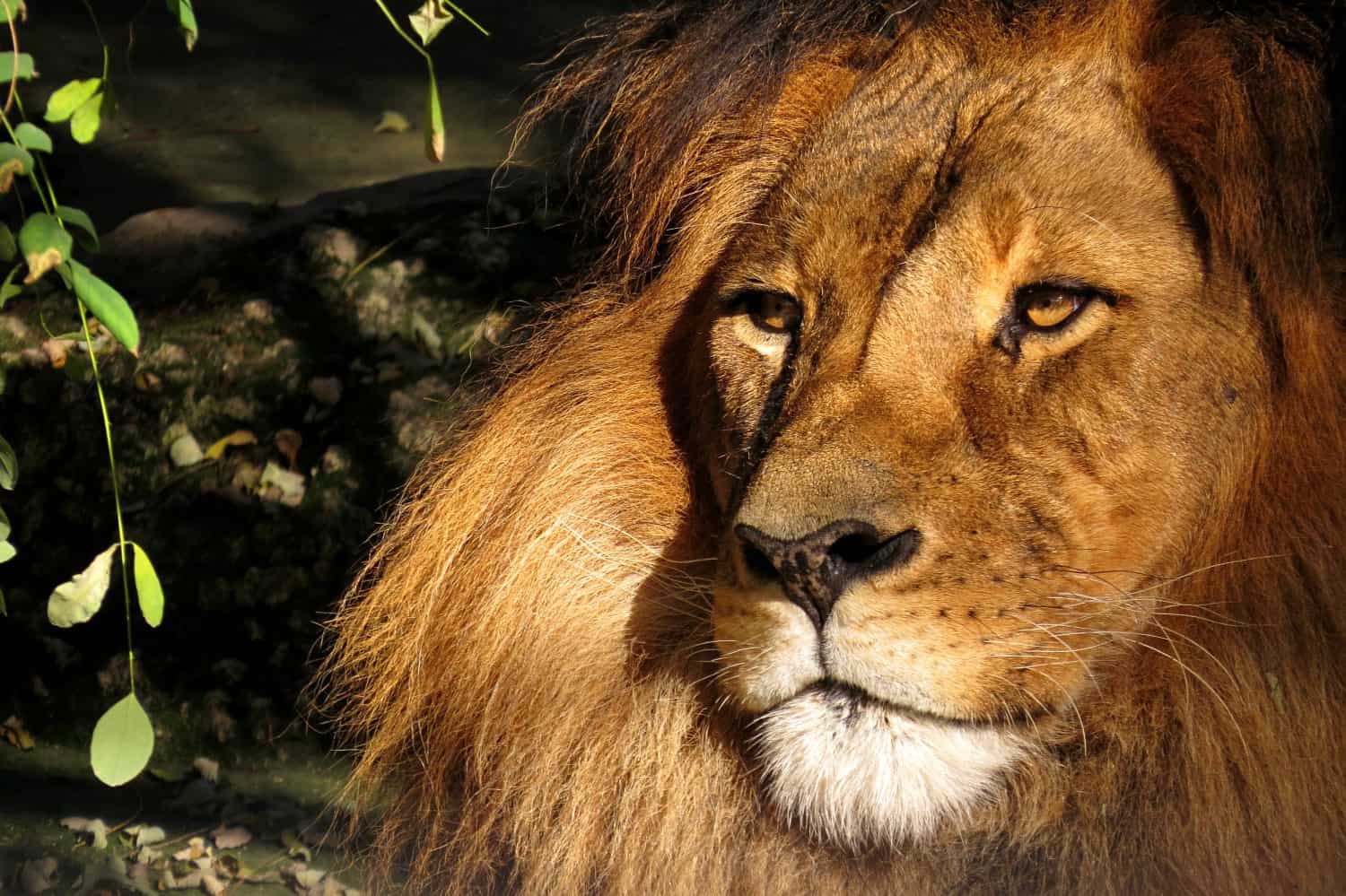 Regal lion close-up of face and mane wild zoo animal noble creature