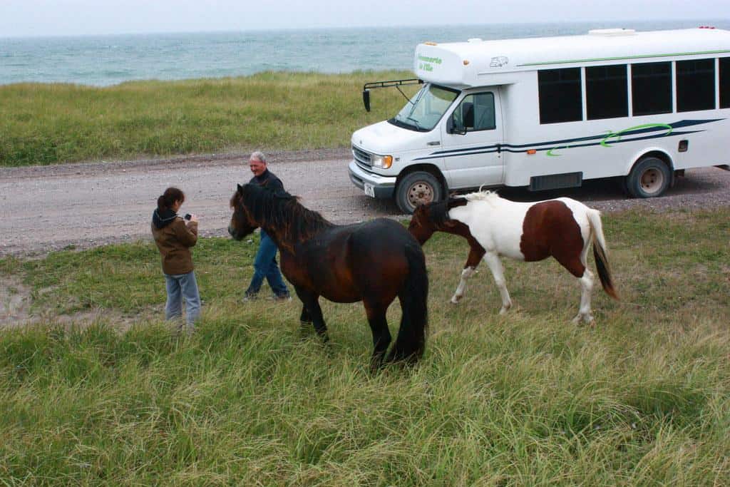 Chevaux sauvages u00e0 Langlade by A. Germain