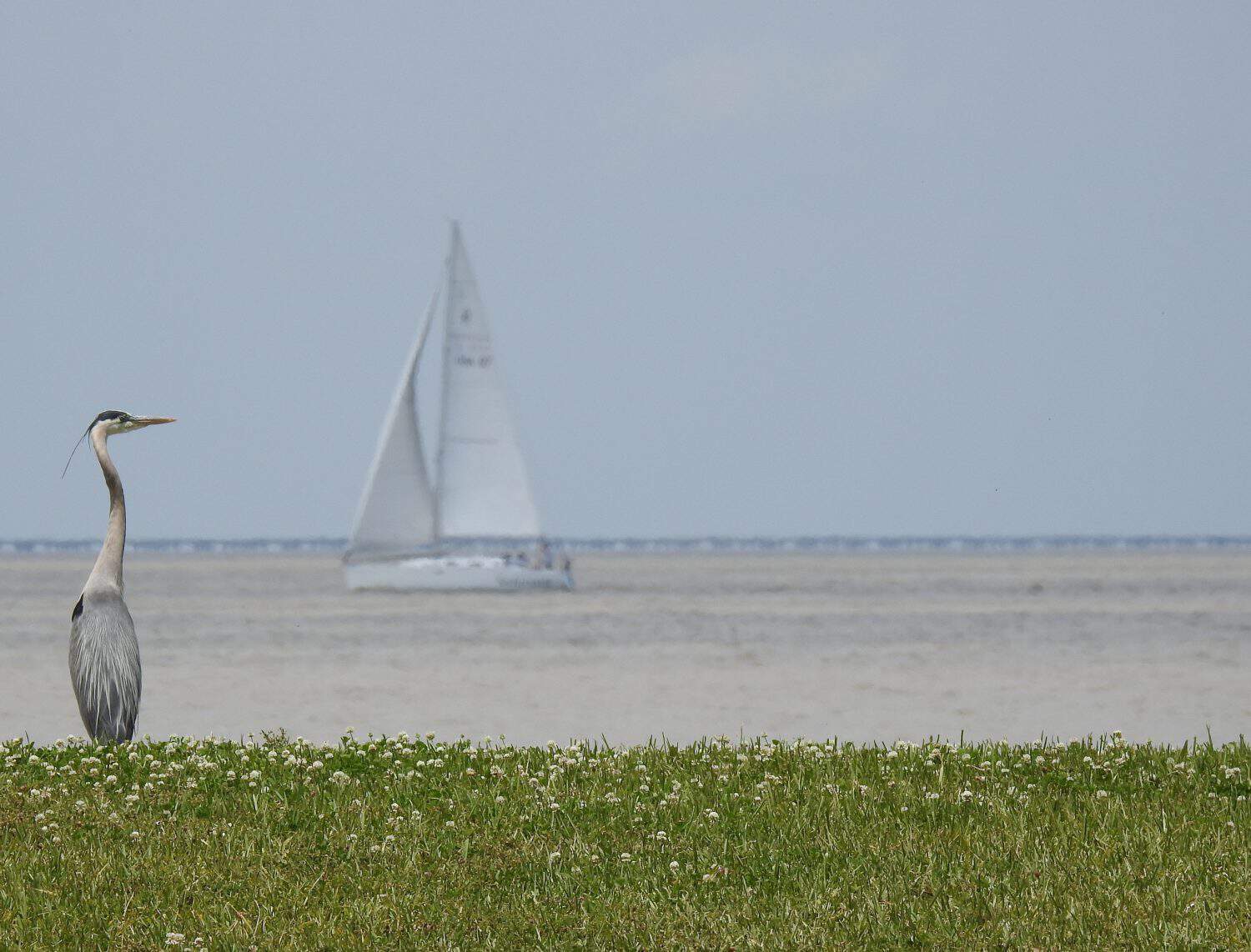 Great Blue Heron in Focus on Lake Pontchartrain, Louisiana with Sailboat in Background Intentionally Out of Focus