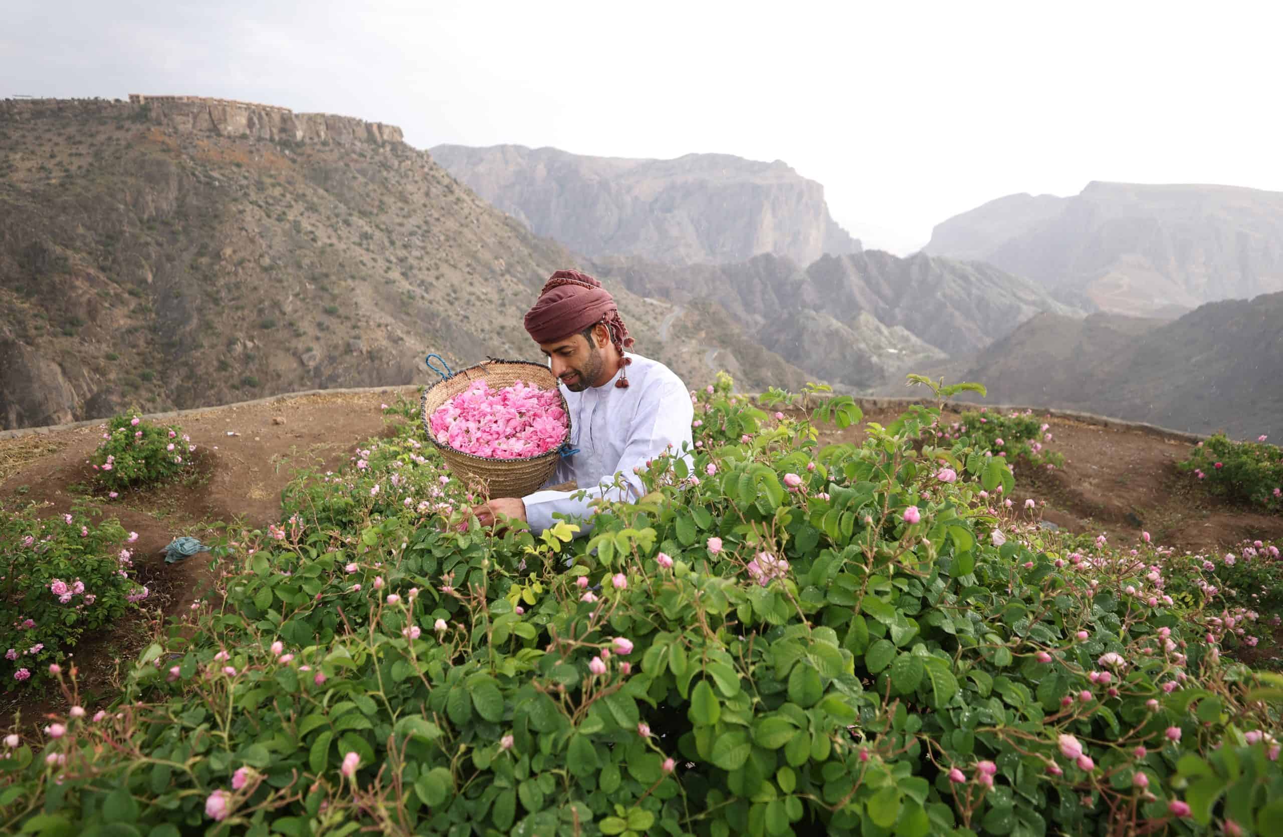Oman's Traditional Rose Harvest Season In Full Bloom