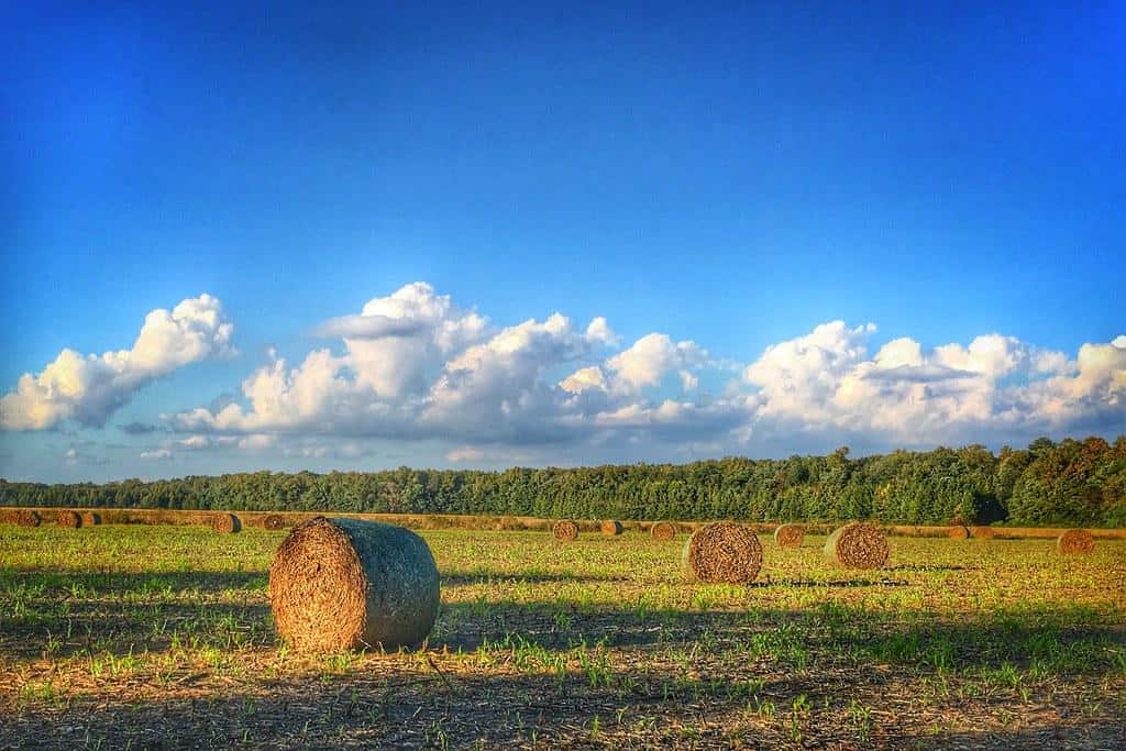 Hay on Delaware farm, Georgetown, Delaware by Michele Dorsey Walfred