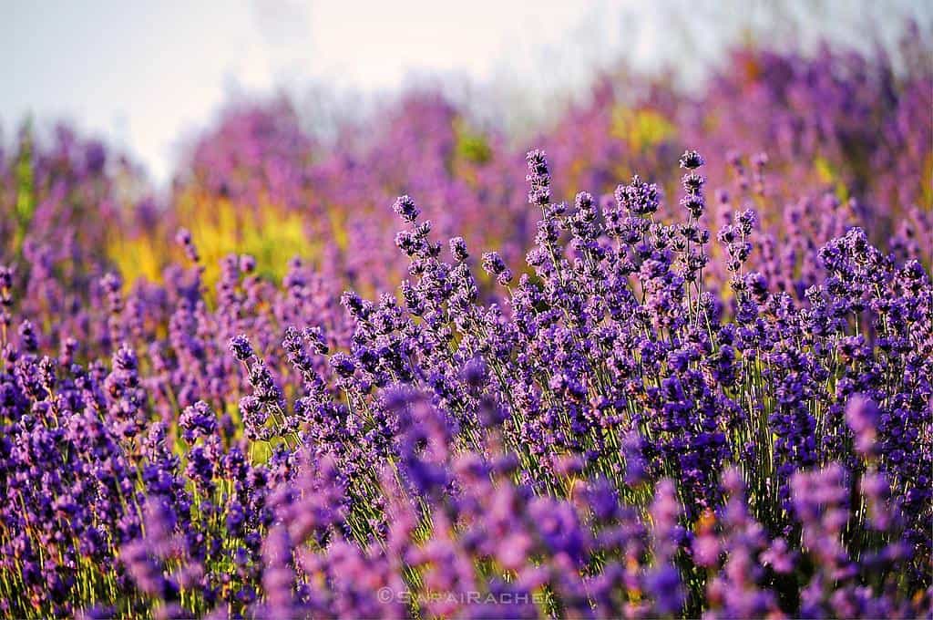 'Earth laughs in flowers' [EXPLORED] by Jitabebe