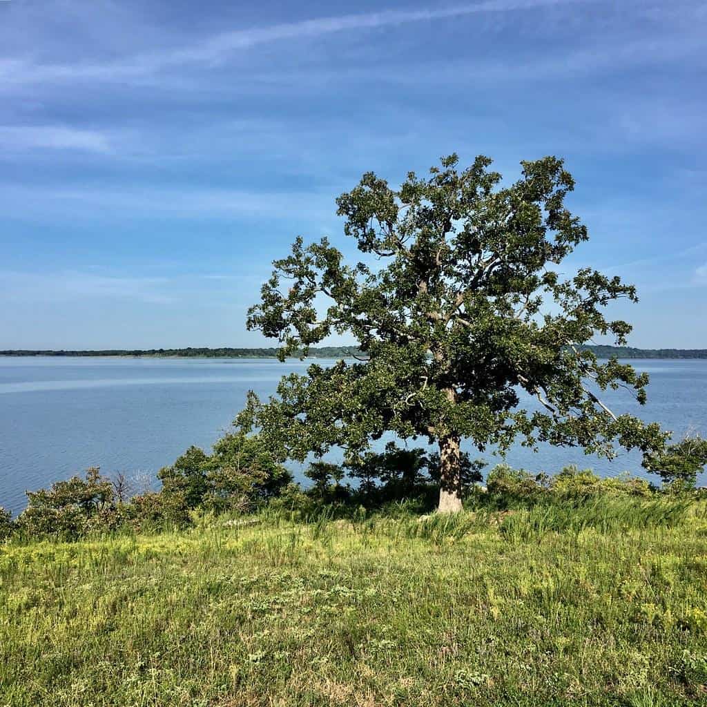 Sequoyah State Park, Hulbert, OK #oklahoma #trees by Sharon Mollerus