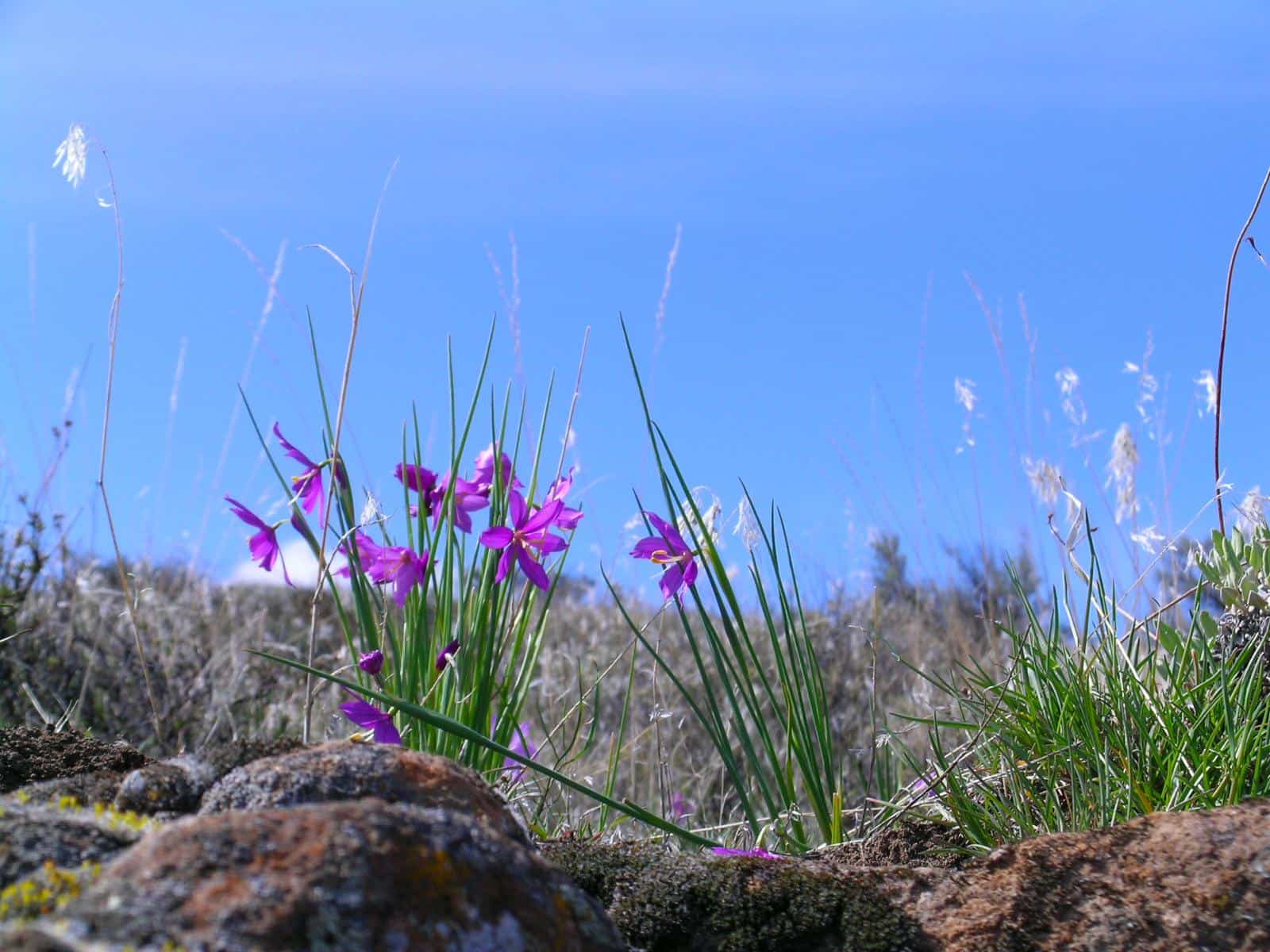 Cowiche Canyon Recreation Site by Bureau of Land Management Oregon and Washington