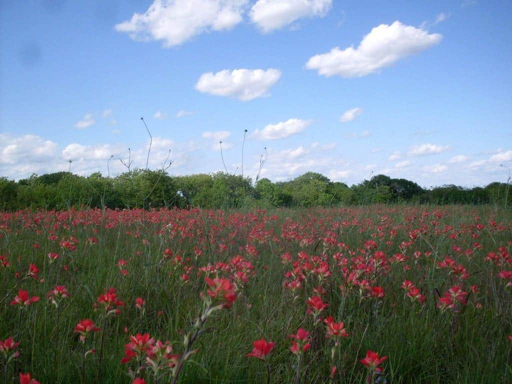 Indian Paintbrush in a Texas field by gurdonark