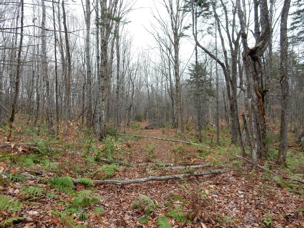 Maine forest - Autumn in Aroostook county by thepiper351