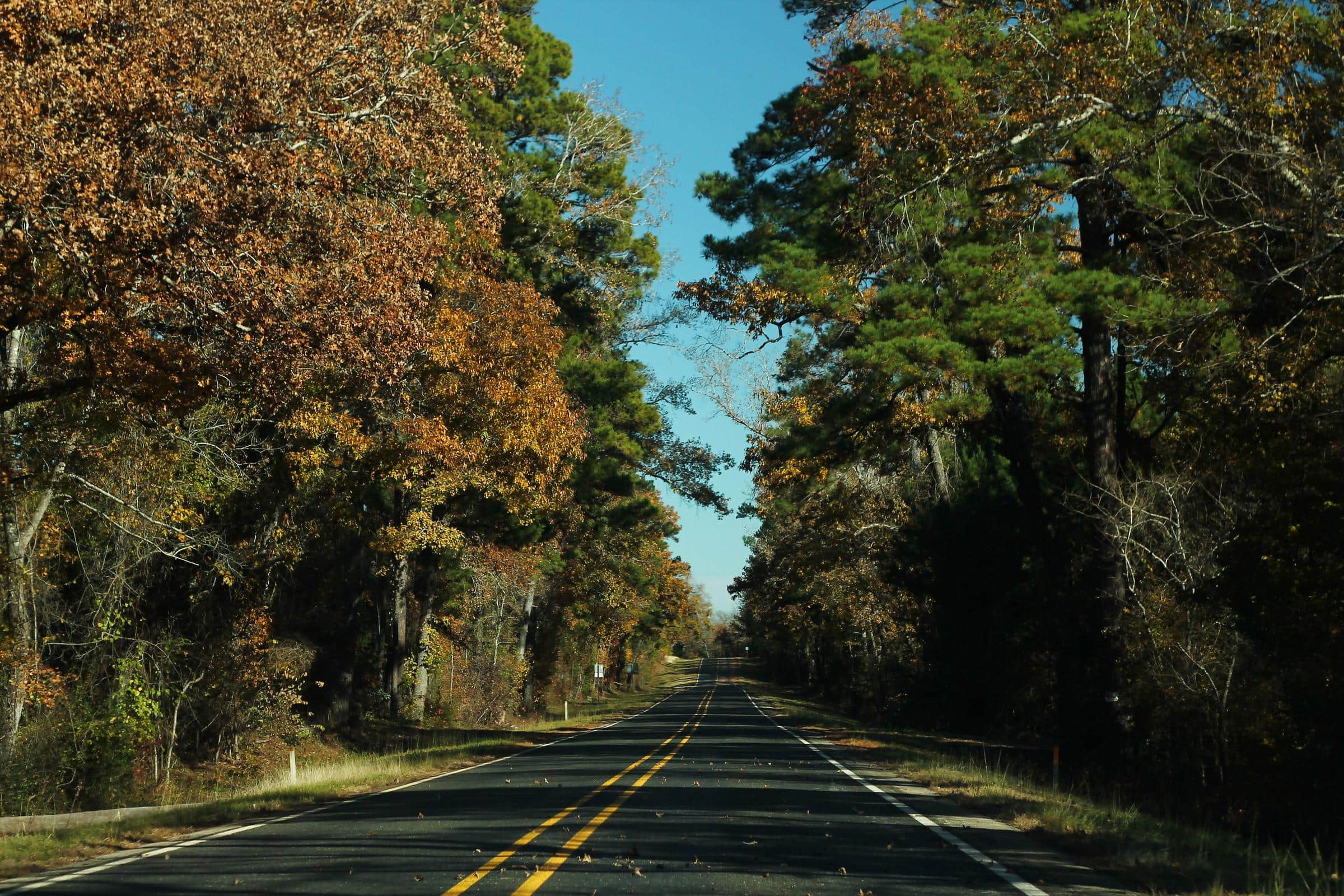 TX294eRoad-LeavesInRoad by formulanone