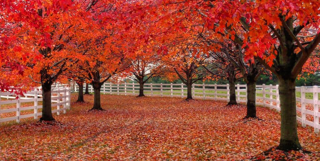 Red trees, LWPF, &amp; a path by joiseyshowaa