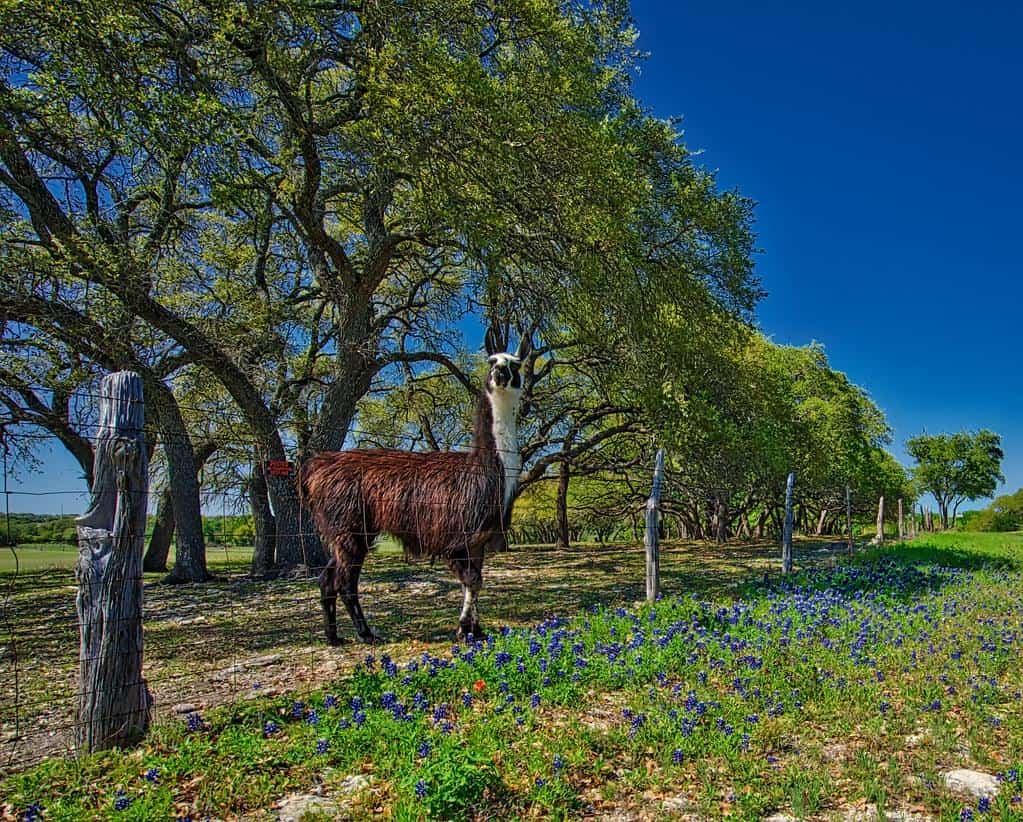 Llama Flowers, Texas Country Road by sbmeaper1