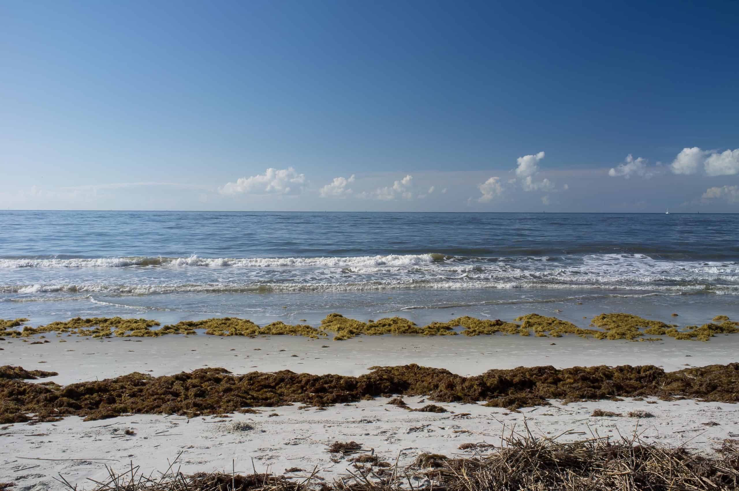 Ocean Morning by Ralph Daily
