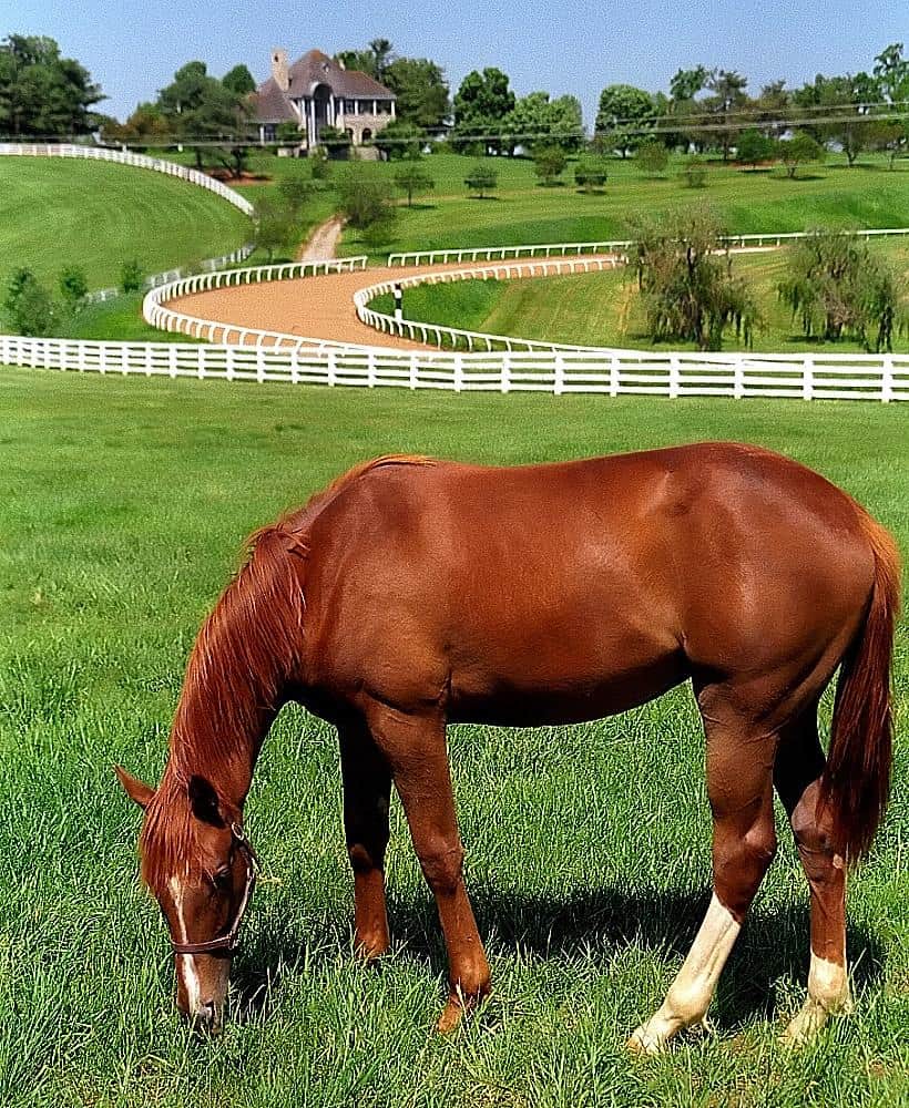 Lexington Kentucky - Donamire Farm 'The Good-Life for Horse' by David Paul Ohmer