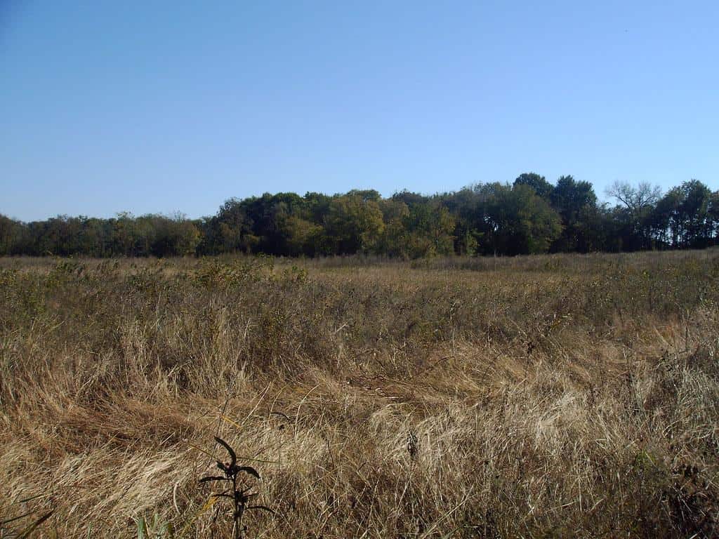 texas field by gurdonark