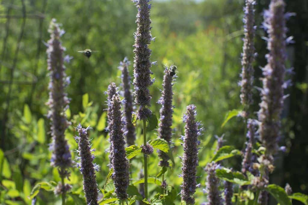 A TALE OF TWO GARDENS: by mypubliclands