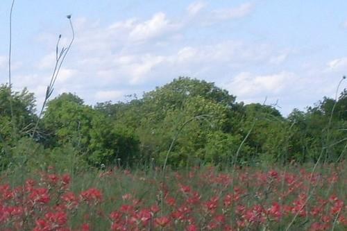 Indian Paintbrush in a Texas field backdrop by gurdonark
