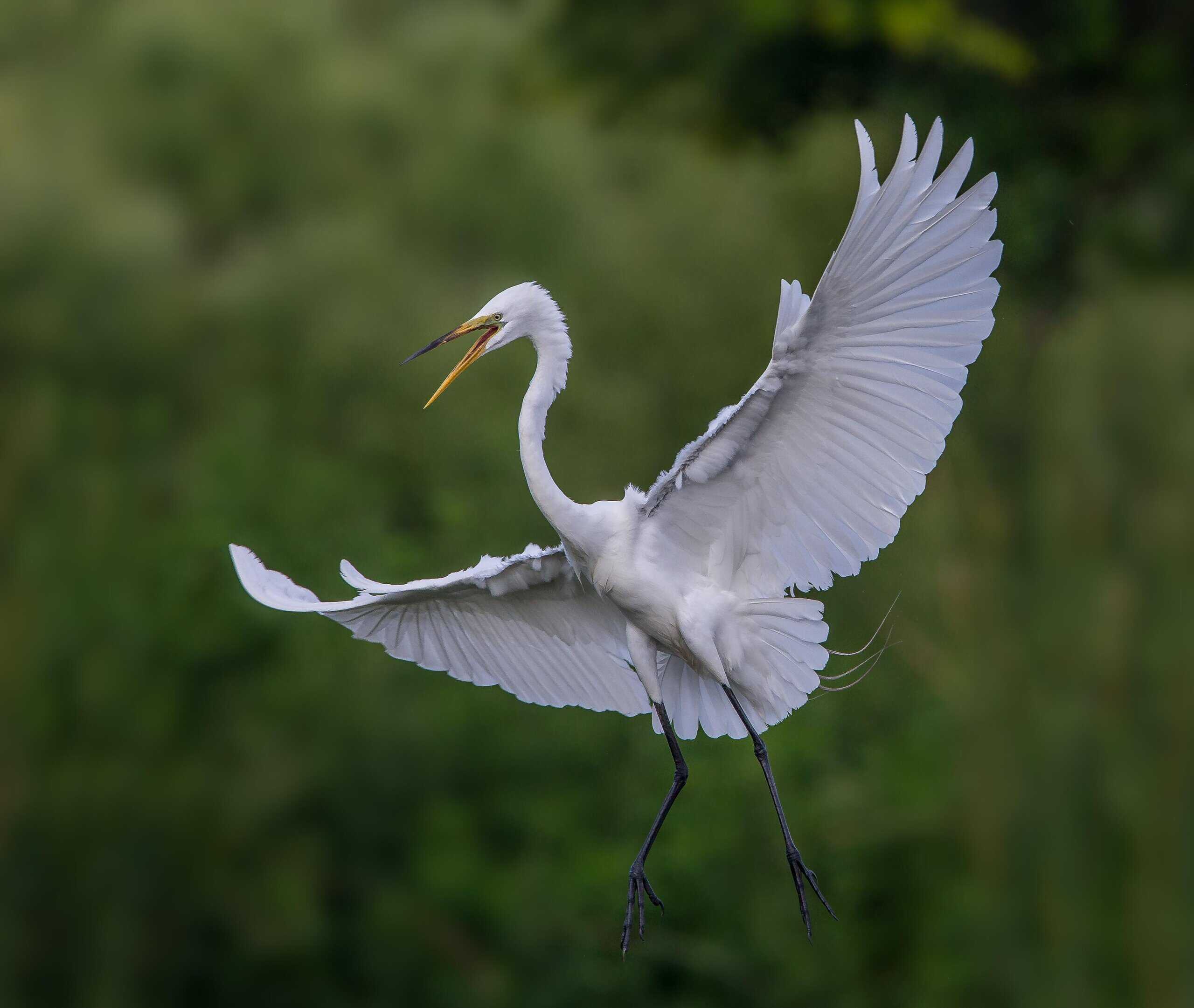 Yippeee - that's a thousand!! by Andy Morffew