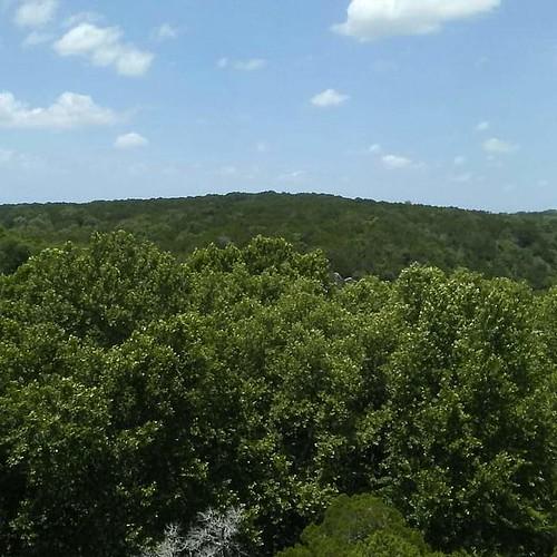 Oklahoma trees by anna60672