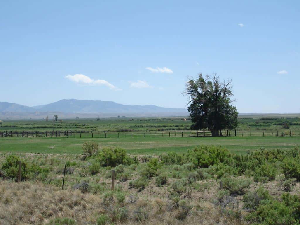 Wyoming tree by pearlbear