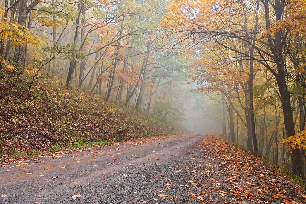 Misty Autumn Forest Road - Dolly Sods by Bold Frontiers