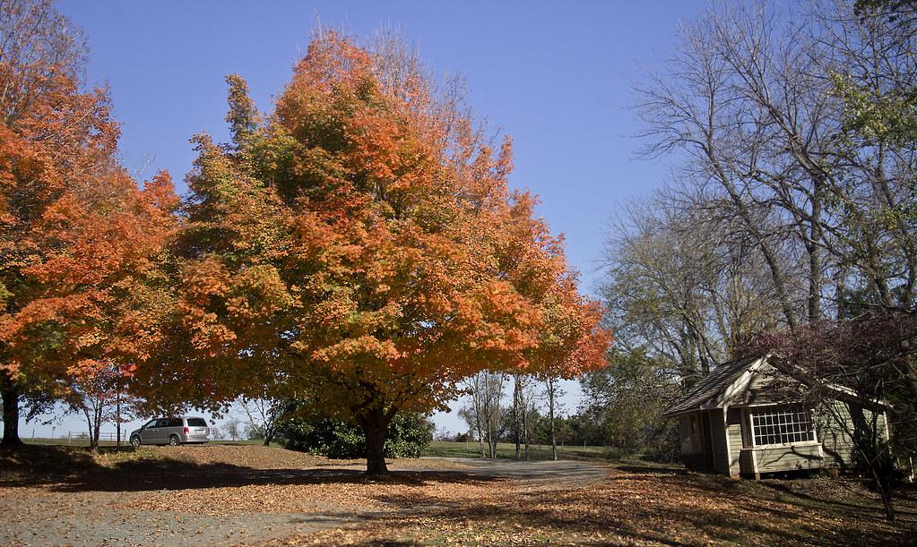 Ash Lawnu2013Highland Charlottesville, Virginia trees by watts_photos