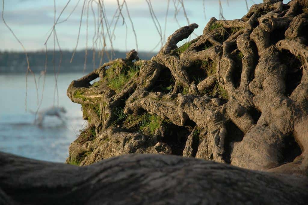 White dog and Lake Washington tree roots by Wonderlane