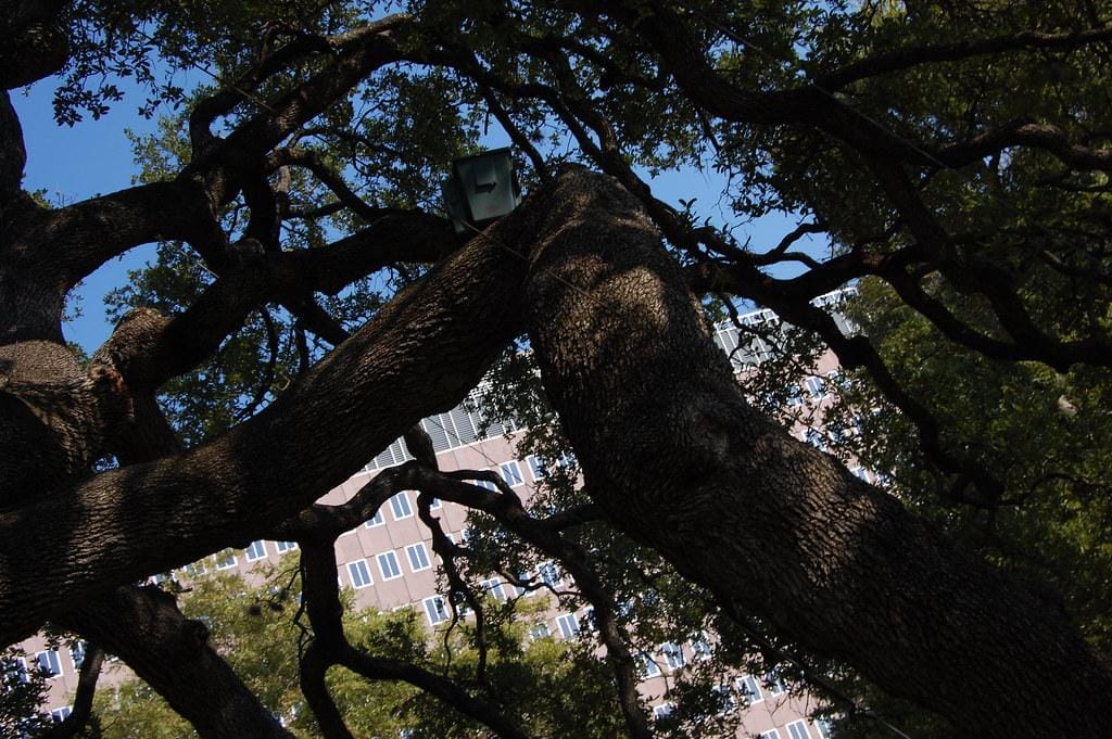 Texas Tree by adam*b