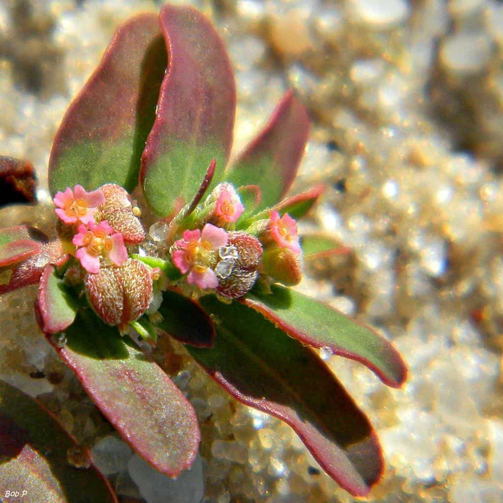 Sand-dune spurge (Chamaesyce s... by Bob Peterson