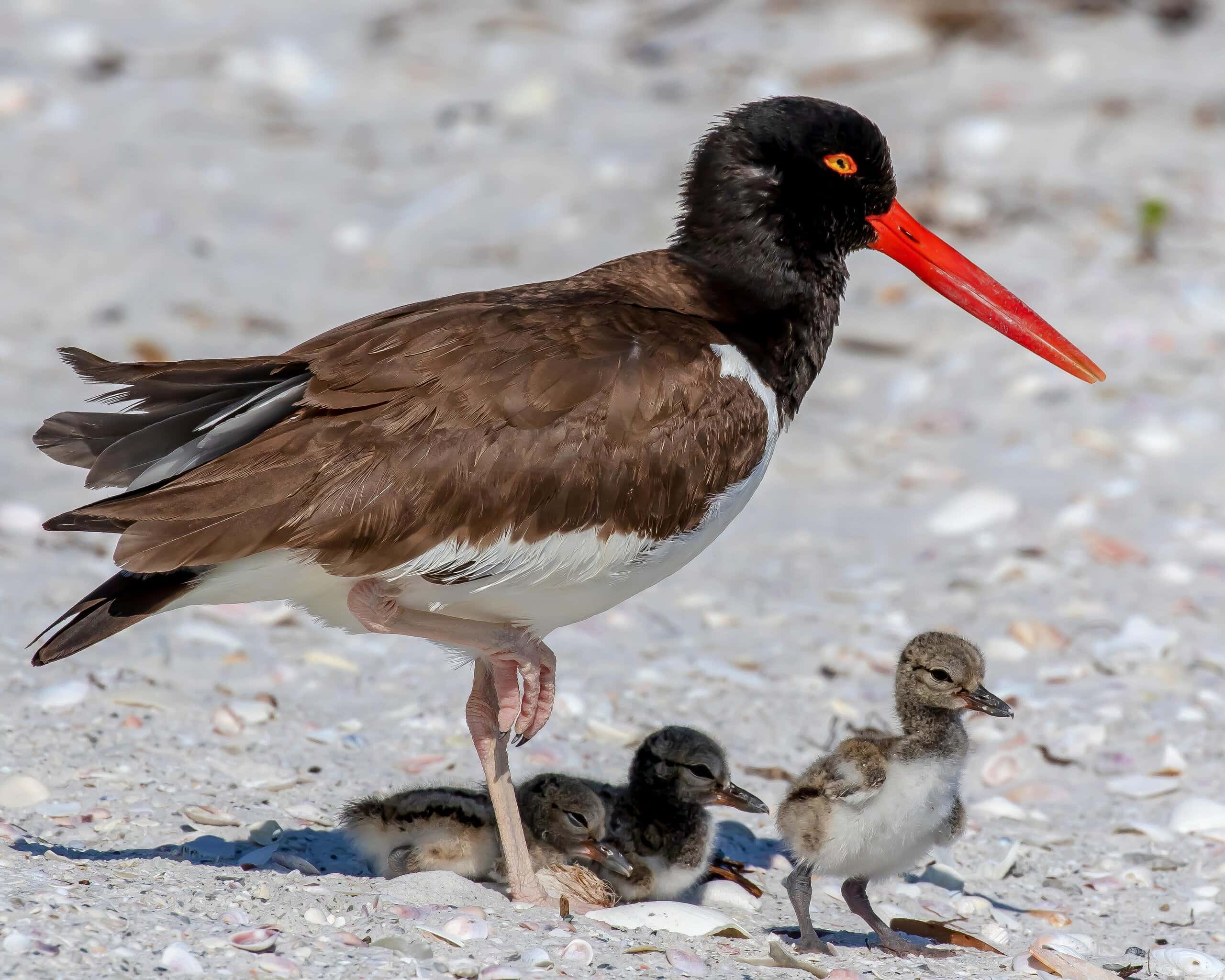 American Oystercatcher with 3 ... by Dennis Adair