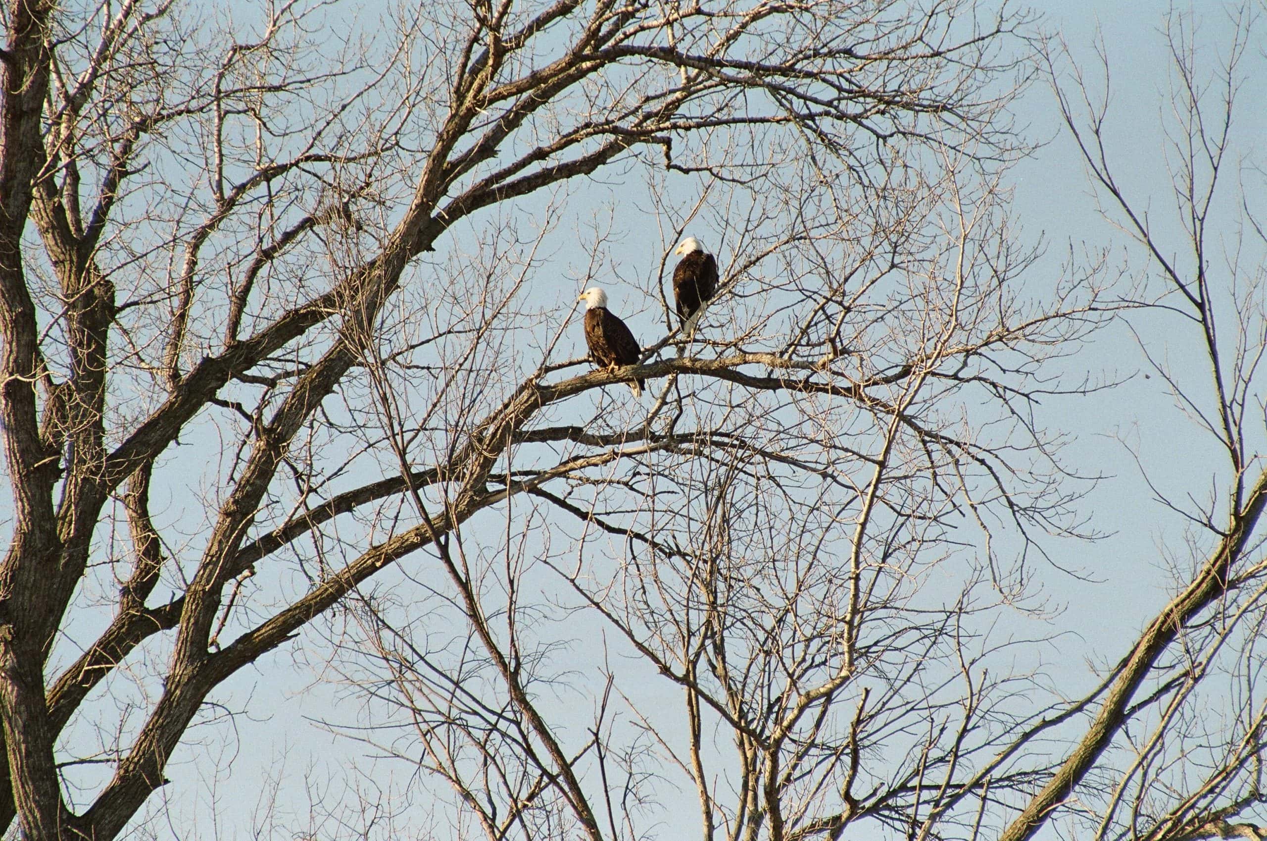 Eagles by Eric Sivesind