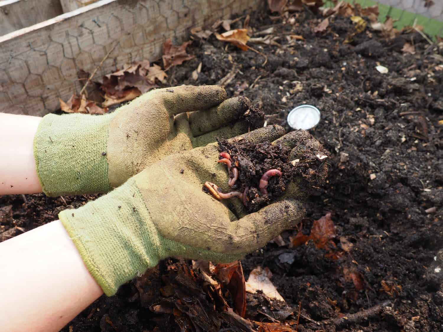 Gloved hands digging into fresh compost full of worms